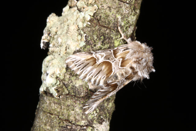 Amephana aurita  - Copyright Denis Bourgeois